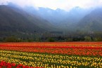 Srinagar